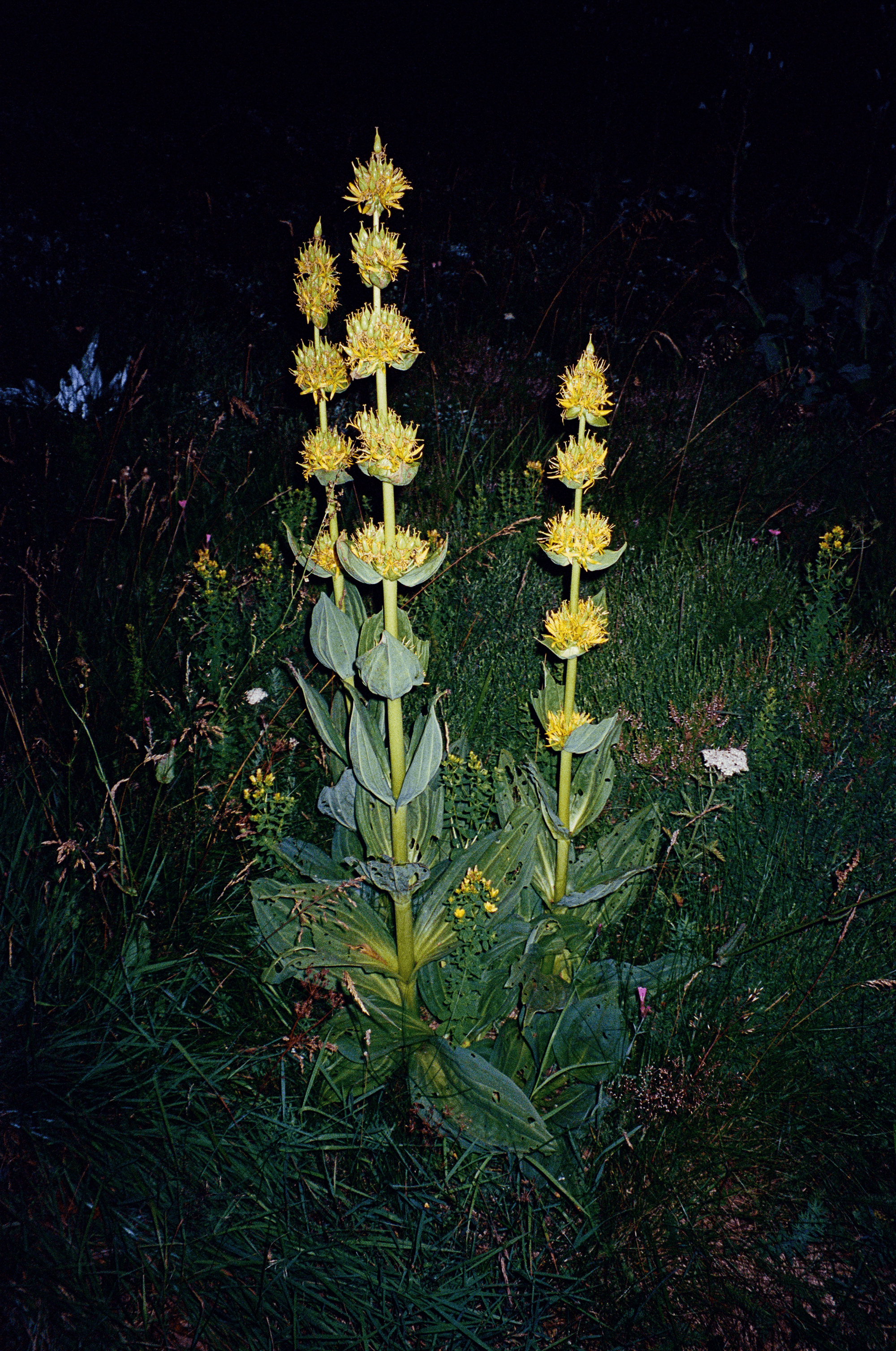 A PATH THROUGH THE LOOP / Jack Tezam