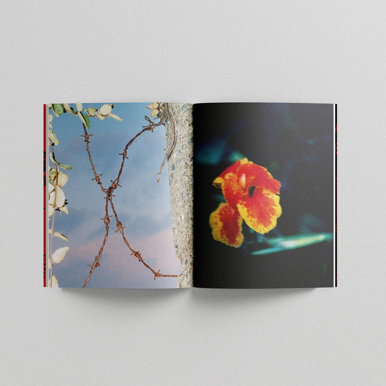 LAID BUG BOOK CHANCE